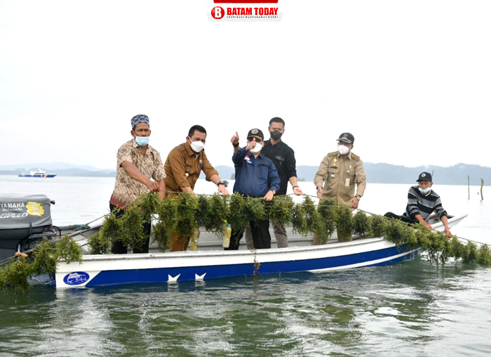 Suasana tempat budidaya rumput laut di Pulau Jaga Kecamatan Moro Kabupaten Karimun